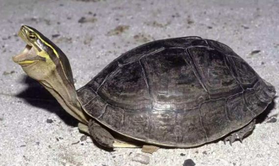 马来闭壳龟和马来龟的区别？养宠的人看过来！