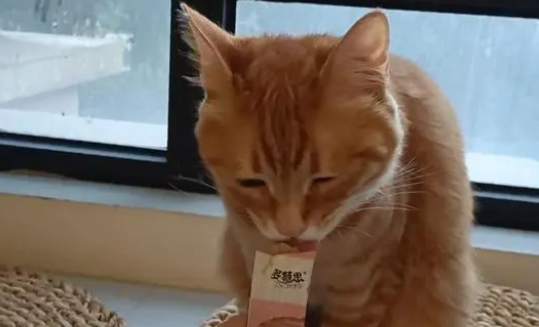 藏在猫条里的小秘密～猫条竟有这样的神奇妙用