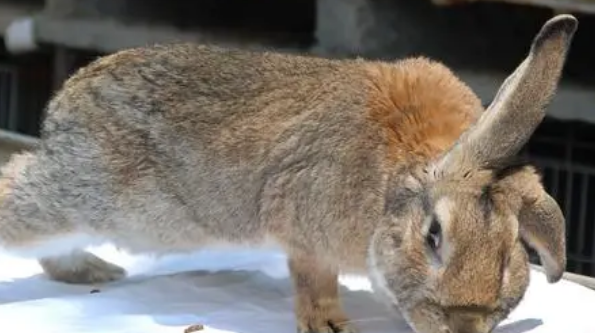 塞北兔价格多少?想买的人看看吧 塞北兔价格多少?想买的人看看吧