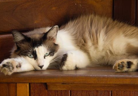 养猫该做什么准备，你们真的知道吗？