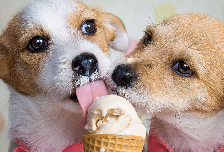 快来看，狗能吃雪糕吗？