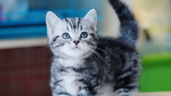 一起看看，美短和蓝白配种是什么样的？