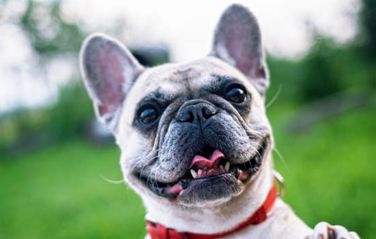 养巴哥犬的好处与坏处，全面了解后就可以考虑入手啦~