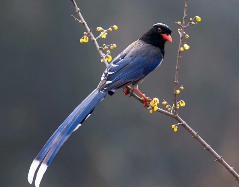 红嘴蓝鹊什么时候繁殖?主人有必要了解一下 红嘴蓝鹊什么时候繁殖?主人有必要了解一下