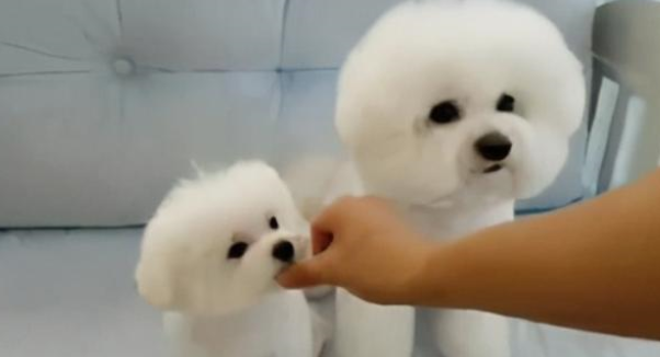 趣味养宠:微量元素狗狗吃几颗 狗狗一次要吃几颗微量元素 趣味养宠:微量元素狗狗吃几颗 狗狗一次要吃几颗微量元素