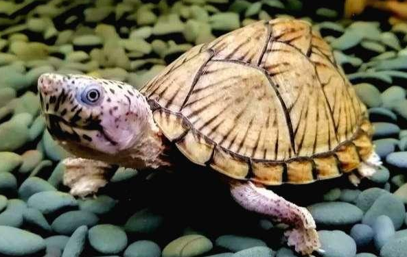 剃刀龟需要晒台么？主人可以来get下