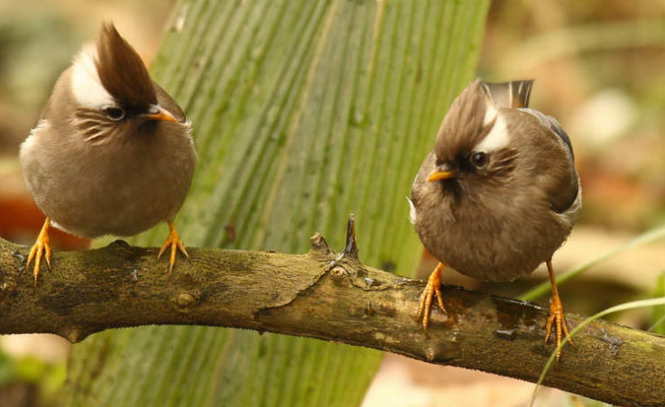 白领凤鹛喜欢吃什么?一起来get一下 白领凤鹛喜欢吃什么?一起来get一下
