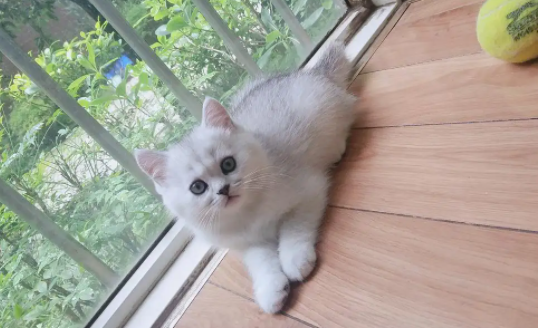 养英短银渐层的坏处有哪些？答案令人意外！