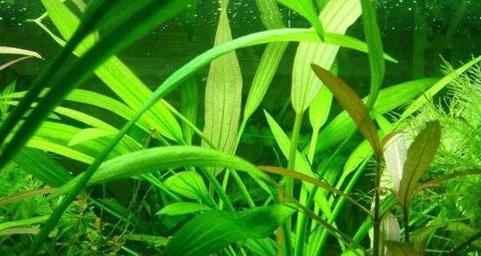 常见水草种类及图片