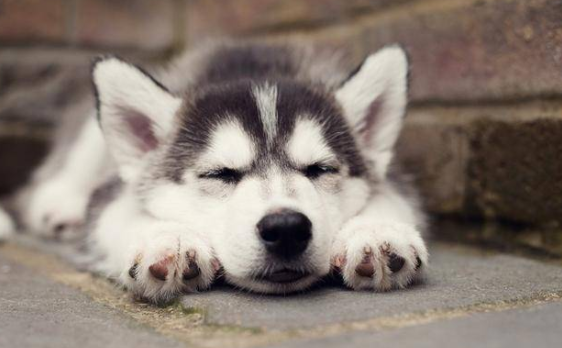 狗狗生完小狗一直喘怎么回事？原因有这些？