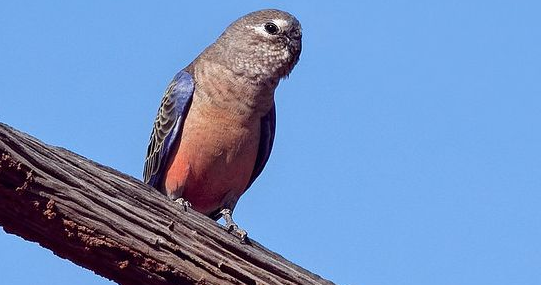 伯克氏草原鹦鹉价格是多少？你买便宜了吗？