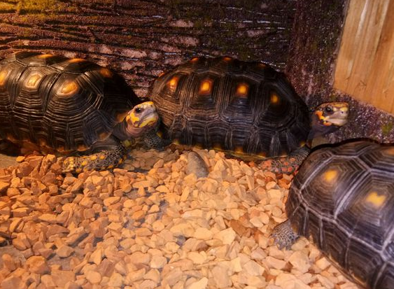 哥伦比亚红腿陆龟怎么饲养？瞧瞧！