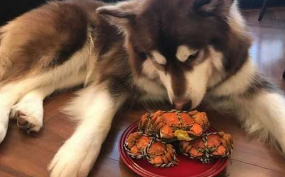 狗可以吃螃蟹壳吗?不能吃也不建议给狗狗吃 狗可以吃螃蟹壳吗?不能吃也不建议给狗狗吃