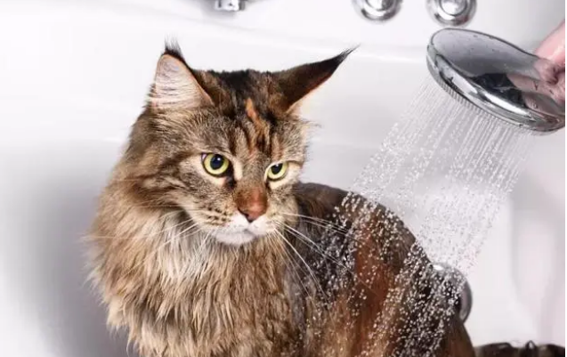 养了这么久,你真的知道如何给猫咪洗澡吗? 养了这么久,你真的知道如何给猫咪洗澡吗?