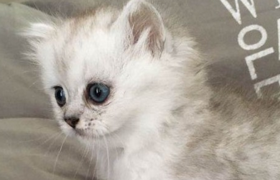 银渐层脚掌粉色是不是不纯？速来了解一下