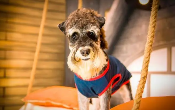 小狗一进笼子直叫唤？用这个围栏，安心上班