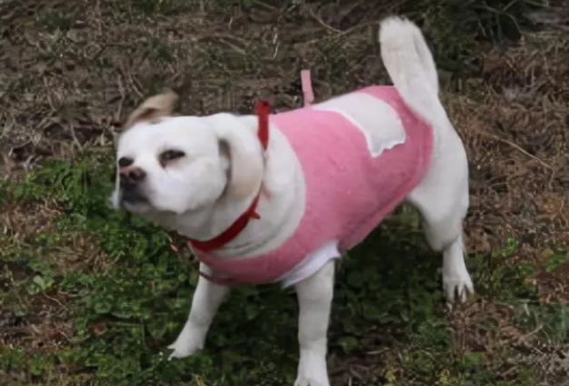 狗狗耳螨怎么治用什么药？手把手教你搞定狗狗耳螨