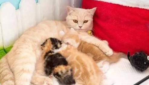 产后母猫对着主人不停地叫，可能是这个原因