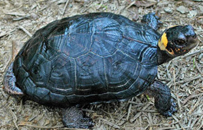 牟氏水龟的价格多少？来了解下吧