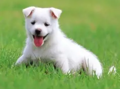 幼犬总是来咬主人的脚的原因，速来了解一下！