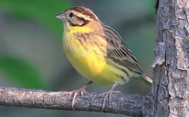 禾花雀价格是多少，你们知道吗？