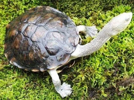 长颈龟几级保护动物？快来认识一下