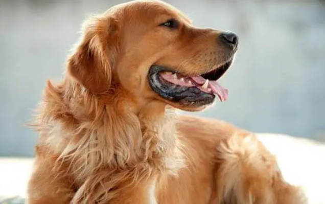 金毛2个月大是可以辨真假的，方式在这里