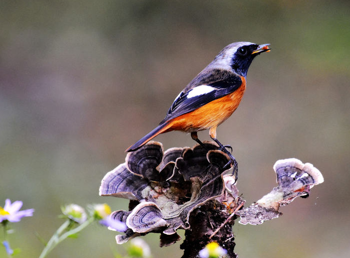 北红尾鸲的价格一般是这么多 北红尾鸲的价格一般是这么多