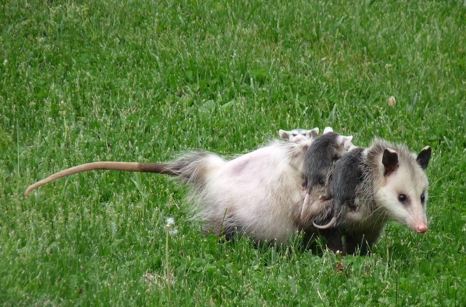 会背孩子的北美负鼠,鼠界实力蠢萌担当 会背孩子的北美负鼠,鼠界实力蠢萌担当