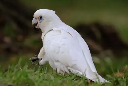雨伞凤头鹦鹉说话怎么样？主人来看看