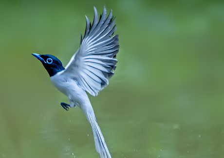 寿带鸟多少钱一只？这篇文章告诉你