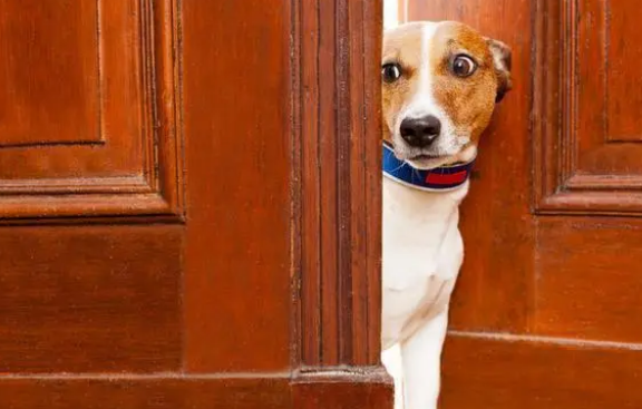 狗狗不喜欢戴牵引绳的4个原因，请主人们认真阅读