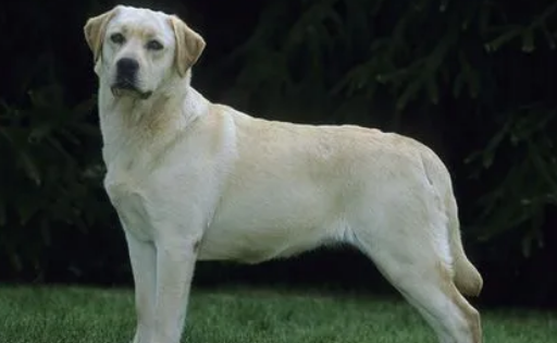 纯种拉布拉多眼睛颜色有哪些？来了解下吧