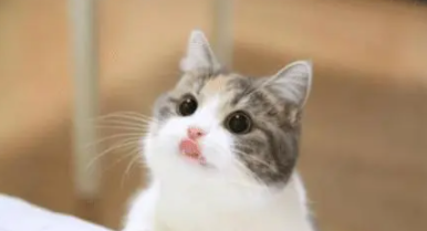 宠主了解，猫下嘴唇肿了是什么原因？