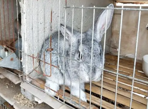 今日带你解答：青紫蓝兔能长多大？