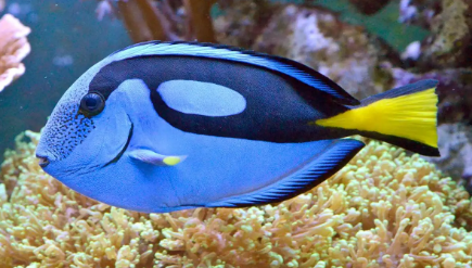 环尾吊吃什么最好？一文替你解答！