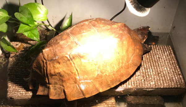 你们说，马来果龟的饲养方法是什么?