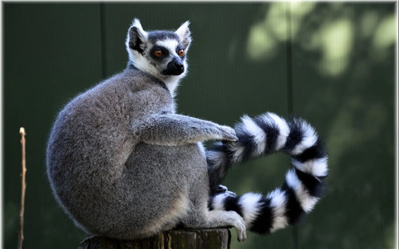 是狗还是狐还是猴，TA是狐猴