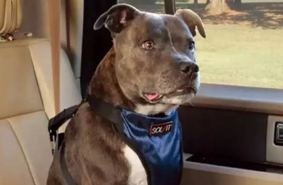 狗狗可不可以带上汽车?来了解下吧 狗狗可不可以带上汽车?来了解下吧