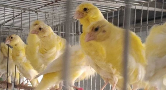 黄玉鸟和菜玉鸟哪个好？你想知道吗？