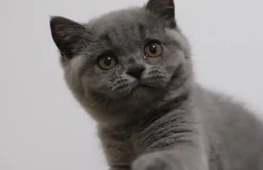 白色英短跟白色土猫的区别？让我们一起来看看吧！