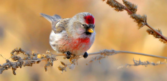 白腰朱顶雀如何饲养?我来奉上技巧! 白腰朱顶雀如何饲养?我来奉上技巧!