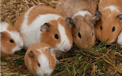 豚鼠和仓鼠的区别,你真的知道吗? 豚鼠和仓鼠的区别,你真的知道吗?