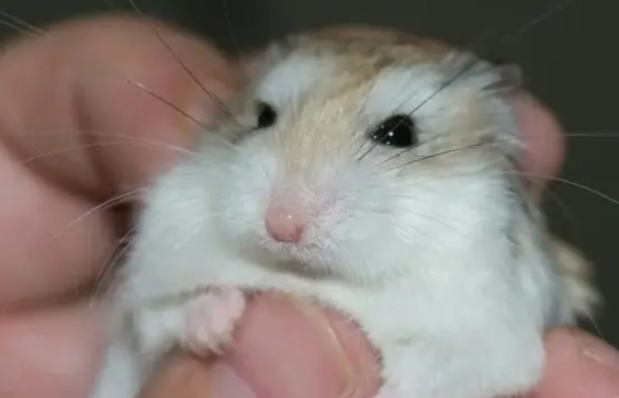 给仓鼠洗澡，用什么方法最安全？