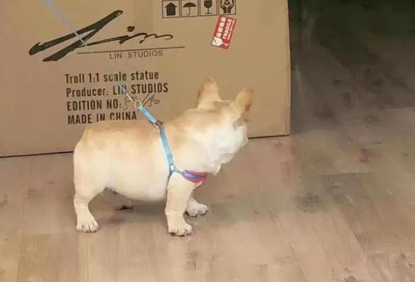 狗狗的钙片什么时候吃最好？怎么吃最好？