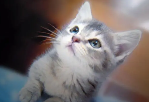 纠结该不该给猫用益生菌吗？益生菌有什么好处呢？应该怎么用