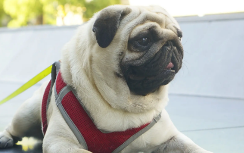 脸上有褶皱的狗有哪些，喜欢这样狗狗的快看过来~