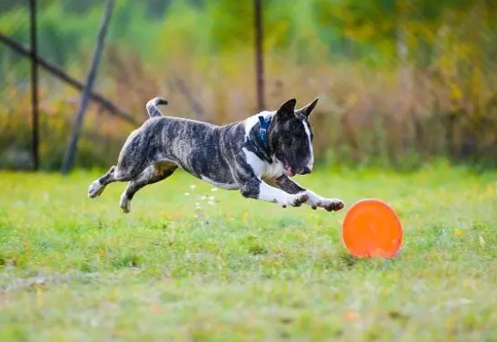 想和狗狗玩飞盘狗狗老是拒绝怎么办？教大家一招