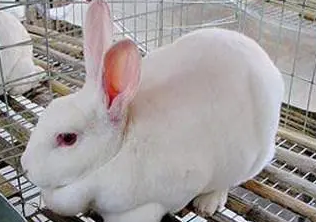 今日科普：日本大耳白兔寿命多长