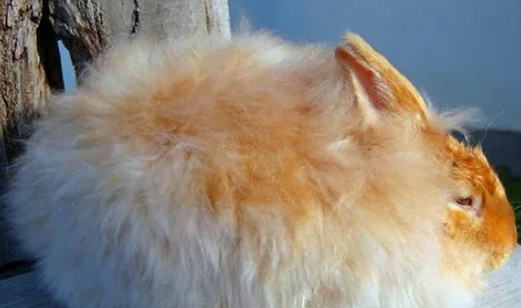 缎毛安哥拉兔在哪买？想买的看一看